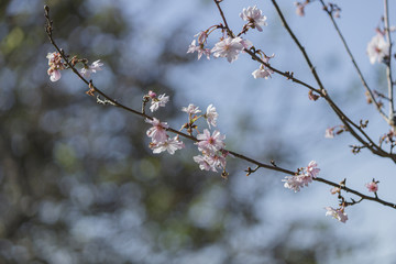 秋に咲く十月桜