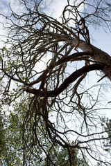 tree and sky