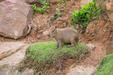 Baby Capybara.
