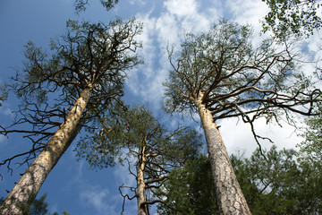 Fototapeta premium tree and blue sky