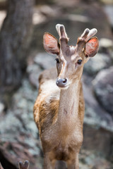 portrait of a young deer in zoo