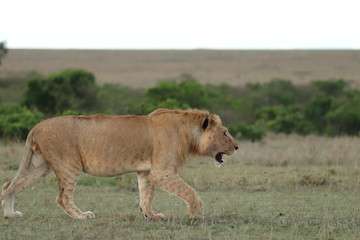 Lion walking in the african savannah.