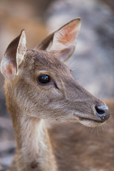 portrait of a young deer in zoo