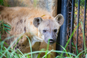 Hyenas are looking for a victim.