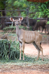 female kudu taken in the zoo