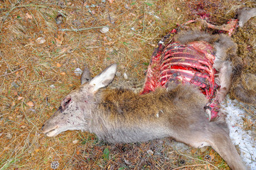 Eaten corpse of a red deer (Cervus elaphus) by wild wolves (Canis lupus), also known as the...