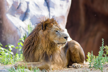 Naklejka premium African male lion in zoo
