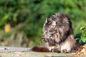 Getigerte Maine Coon Katze putzt sich in der Sonne