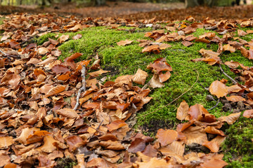 Tapis de feuilles