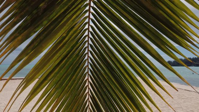 Close up of green palm leaves with ocean in background. ZOOM OUT to reveal beautiful white sand beach and turquoise water of the South Pacific. Stunning tropical resort scenery.