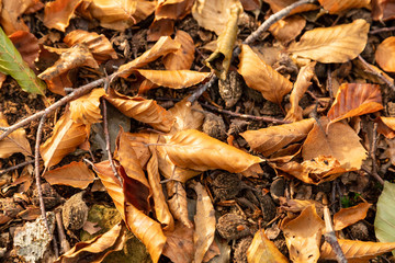 Tapis de feuilles