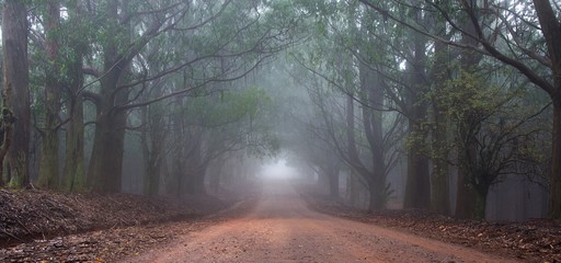 Misty road