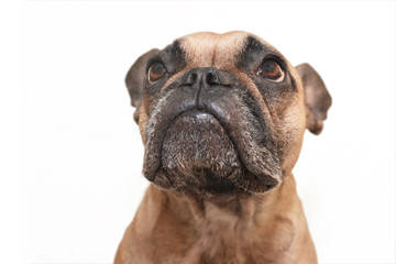 Obraz premium Portrait of a brown French Bulldog looking up on white background 