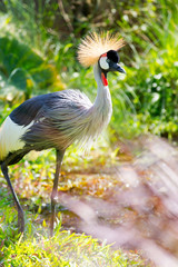 Grey crowned African crane