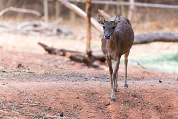 Young Deer In The Zoo