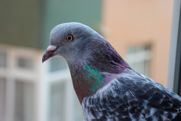 A close-up pigeon which perched the window