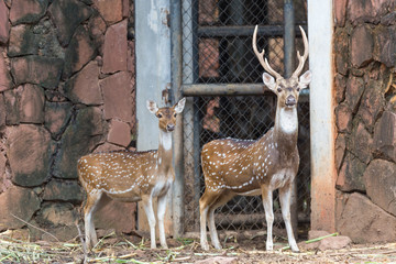 Sika deers feeding in the farm.