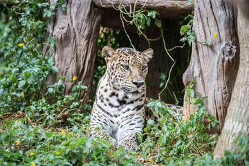 Wild leopard resting in shadow under bush