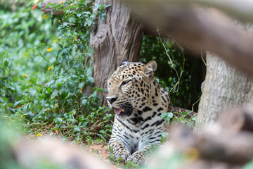 Leopard resting in bushes