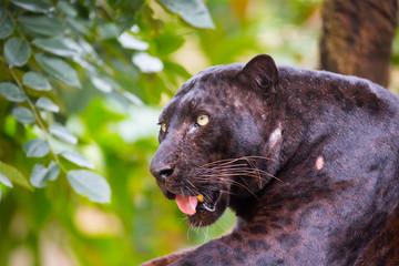 Black jaguar  in a forest