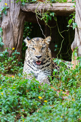 Naklejka na ściany i meble Leopard resting in bushes