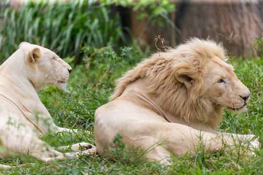 Albino lion resting in the daytime.