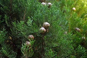 Cypress cedar tree with cones. Coniferous plant, thuja, cypress. Thuja leaf green texture