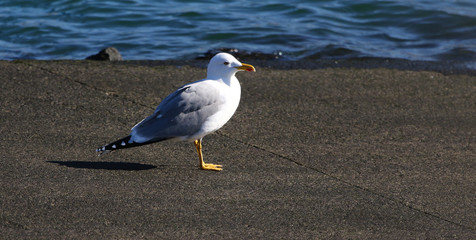 Fototapeta premium seagull on the beach