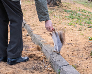 In the fall, in the old city park, a senior man gives walnut in his hand to a pretty little squirrel. Squirrel stands on its hind legs.