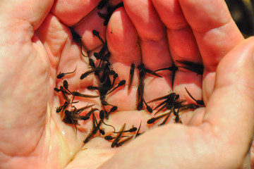 Tadpoles of The common frog (Rana temporaria), also known as European common brown frog. It is a semi-aquatic amphibian of the family Ranidae. Water environment. Human hands holding tadpoles. 