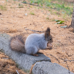 Naklejka na ściany i meble A squirrel sits on a stone curb and gnaws a nut, holding it with its front paws.