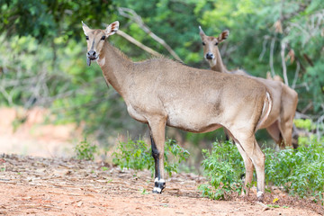 Antelope