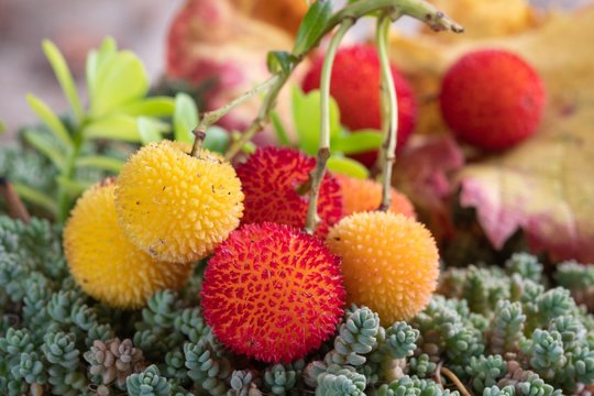 Corbezzolo - Arbutus unedo - Corbezzole