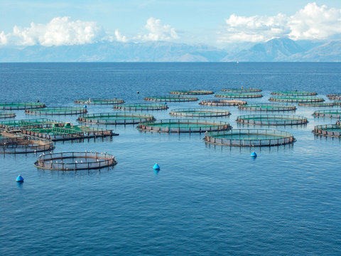 Sea fish farm nets. Cages for fish farming sea bream and bass.	