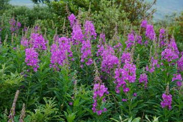 Obraz premium Chamaenerion angustifolium, Fireweed, Blooming Fireweed, Alasksa