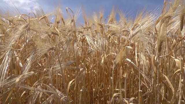 Natural ripe golden ears of wheat or rye on a background of blue sky. Organic harvesting concept. Slow motion, Full HD video, 240fps, 1080p.