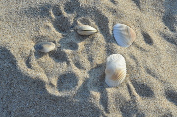shell in sand