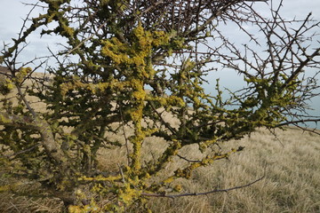 tree in autumn