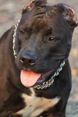 Staffordshire Terrier photo