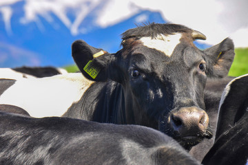 Cattle on a mountain pasture. Colorful morning view in spring season with snow on peaks. Liptov region, High Tatras mountains national park, Slovakia. Holstein Friesians are a breed of dairy cattle.