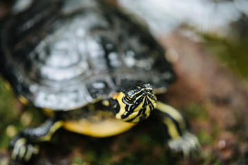 Obraz premium Schildkröte