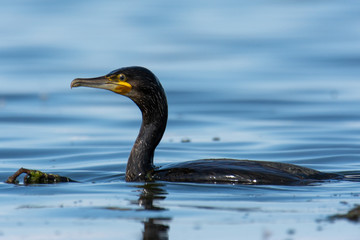 The great cormorant (Phalacrocorax carbo) feeding in sea