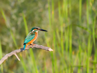 Common Kingfisher Fishing in Reeds