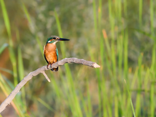 Common Kingfisher Fishing in Reeds