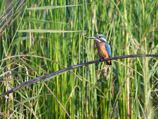 Common Kingfisher Fishing in Reeds