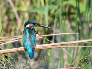 Common Kingfisher Fishing in Reeds