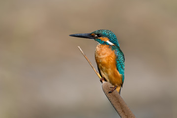Common Kingfisher Portrait on Cattail