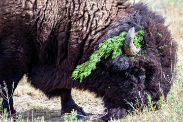 Buffalo eating in the field