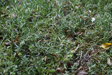 Gipskraut, gypsophila rapens - caryophyliaceaee