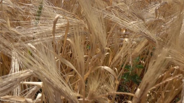 Slow dolly moving above golden field of ripe natural cereal batley or wheat in a sunny day. Close up view. Slow motion, Full HD video, 240fps, 1080p.